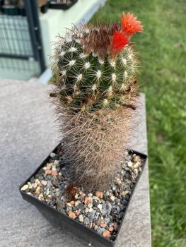 Parodia hausteiniana